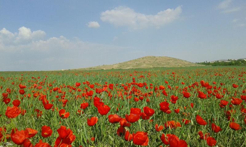 Balkh balkh